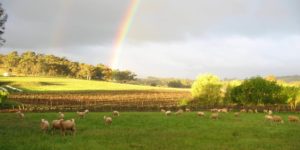 Kalleske vineyard rainbow